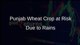 Unseasonal Rains in Punjab Raise Fears of Wheat Crop Damage Among Farmers