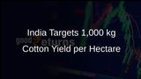 India Aims for 1,000 kg Cotton Yield per Hectare in 11 States Following Akola Model