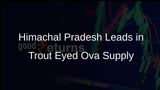 Himachal Pradesh Emerges as Leading Supplier of Rainbow Trout-Eyed Ova to Other Hill States