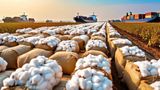 Govt Extends Duty-Free Imports of Cotton by 3 Months Till Dec 31
