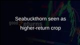 Seabuckthorn cultivation in Himalayan states highlighted as higher-return option than apple