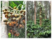 ಅಡಿಕೆ, ಕಾಫಿ, ಮೆಣಸು ಹಾಗೂ ರಬ್ಬರ್‌ನ ಅಕ್ಟೋಬರ್‌ 22ರ ಮಾರುಕಟ್ಟೆ ದರ ಇಲ್ಲಿದೆ