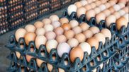 Egg Price Down: ಬೆಂಗಳೂರು ಮೊಟ್ಟೆ ಪ್ರಿಯರಿಗೆ ಗುಡ್‌ ನ್ಯೂಸ್‌; ಬೆಲೆ ಭಾರೀ ಇಳಿಕೆ
