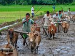 Budget 2019 : விவசாய துறையில் அதிரடியான மாற்றம் இருக்குமா.. விலை வாசி குறையுமா? 