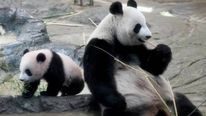 ஜப்பானில் 2 பாண்டா குட்டி பிறந்துள்ளதால் ஹோட்டல் பங்குகள் தடாலடி வளர்ச்சி..! 