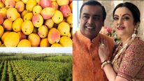 முகேஷ் அம்பானி-யின் 600 ஏக்கர் மாந்தோப்பு.. ஆசியாவிலேயே இதுதான் டாப்பு..!