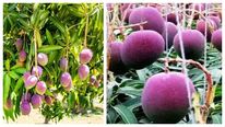 என்னாது ஒரு கிலோ ரூ.2.7 லட்சமா.. இது தான் ரொம்ப காஸ்ட்லியான மாம்பழம்? 