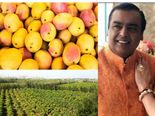 Mukesh Ambani: ముఖేష్ అంబానీ మామిడి తోట కథ మీకు తెలుసా.. ఫుల్ డిమాండ్.. ఎంత లాభమో.. 