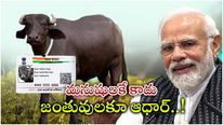 Aadhaar: మనుషుల్లాగా గేదెలకు ఆధార్ కార్డ్.. వెల్లడించిన ప్రధాని మోదీ.. రైతులకు మేలు..