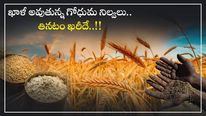   Wheat: తరిగిపోతున్న గోధుమ నిల్వలు.. ఖరీదుకానున్న సామాన్యుల రోటీ.. కానీ ప్రభుత్వం