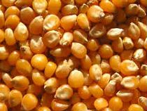 Types of Margins in Commodity Futures Trading