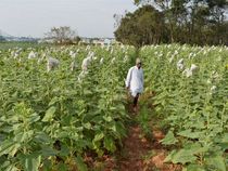 PM Kisan Pension Scheme: How Farmers Can Get Rs. 36,000 Yearly Through PM  Mandhan Yojana