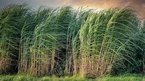 Buy Balrampur Chini Mills For Rs. 515 Target Price; New Sugarcane Varieties To Aid Production Recovery