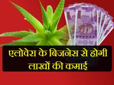 एलोवेरा का बिजनेस: कम लागत, लाखों का मुनाफा, पढ़ें पूरी जानकारी 