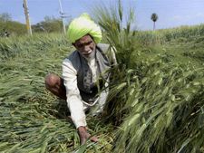 किसानों के लिए खुशखबरी: गेहूं और दालों के समर्थन मूल्‍य में बंपर वृद्धि 