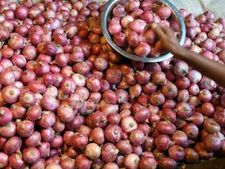 प्याज के रेट में खेल : थोक में घटे दाम, लेकिन बाजार में बढ़े