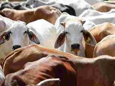 कामधेनु योजना : 90 फीसदी लोन लेकर शुरू करें काम, पहले दिन से होगी कमाई 