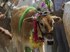 पशु क्रेडिट कार्ड स्कीम: यहां मिलता है बिना गारंटी और बिना ब्याज का लोन, ऐसे करें अप्लाई