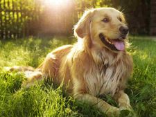 अपने डॉगी का भी ले सकते हैं बीमा, डिस्काउंट ऑफर भी मिल रहा