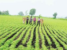 किसानों की बल्ले बल्ले : रिकॉर्ड तोड़ बढ़ा कृषि निर्यात, ये हैं आंकड़े