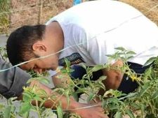 Dhoni की तरह आप भी कर सकते है मटर की खेती, लाखों में होगी कमाई