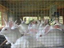 Business Idea : खरगोशों से है प्यार तो शुरू करें ये कारोबार, हर साल कमाएंगे 8 लाख रु