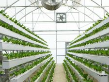 Journalist ने अपने घर को बनाया Hydroponics Farm, हर महीने कमाता है 5 लाख रु से ज्यादा