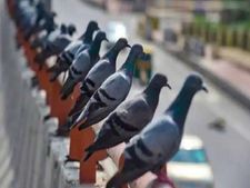 अजब-गजब : ये हैं करोड़ति कबूतर, जिनके पास है बहुत सारी प्रॉपर्टी, ये है पूरा मामला