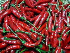 कमाई : क्या होती है उल्टी मिर्च और कैसे कमाएं इससे पैसा, जानिए सब कुछ
