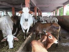 लखपति हैं इस गौशाला का 'गायें', जिनके नाम पर है लाखों की FD