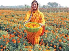 Business Idea : आया फूलों के कारोबार का मौका, ऐसे करें कमाई 