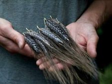 Business Idea : काला गेहूं बन सकता है काला सोना, जम कर बरसाएगा पैसा