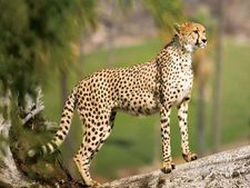 Cheetah पर मचा है तूफान, एक को पालने में ही आता है लाखों का खर्च
