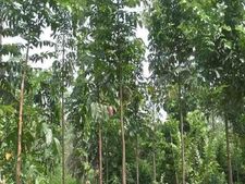 कमाई : 5 तरीके के पेड़ बना सकते हैं करोड़पति, खूब बरसेगा पैसा