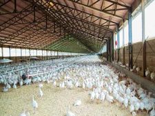 45 Days Poultry Farm Business : कमाई होगी लाखों में, नौकरी छोड़ करें शुरू