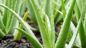 Aloe Vera Farming : चायवाले ने बदला स्टाइल, कमा रहा लाखों रु