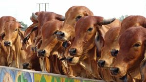 Business Ideas: गाय का गोबर बना रहा करोड़पति, जानिए कैसे