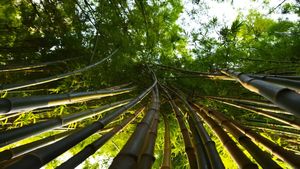 Bamboo Farming Business: इसकी खेती बना देगी अमीर, जानिए कैसें करें शुरू