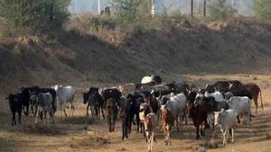 मध्य प्रदेश: चित्रकूट का गौ- अभयारण्य बनेगा Cow Safari, जानिए क्या है प्लान 