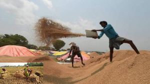 ओडिशा:  धान की खरीद शुरू होने के 12 दिन बाद भी सुंदरगढ़ के किसान नहीं पहुंच रहे खरीद केंद्र