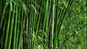 महाराष्‍ट्र की शिंदे सरकार बांस की खेती करने पर किसानों को दे रही 7 लाख रुपये की सब्सिडी