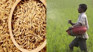 छत्तीसगढ़ में कृषि विभाग ने बढ़ाई सतर्कता, खाद-बीज और कीटनाशकों की गुणवत्ता जांच जारी