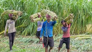  यूपी सरकार ने गन्ना किसानों को दिया बड़ा तोहफा, MSP को 20 रुपए बढ़ाया