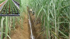 Micro Irrigation Scheme: महाराष्‍ट्र सरकार बढ़ाएगी माइक्रो एरीगेशन का एरिया, कृषि में होगी पानी की बचत