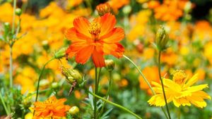 Agriculture Business Idea: जंगली गेंदे की खेती से मिलेगा कई गुना फायदा, 7000 लगाकर कमाएं 1.5 लाख रुपए 