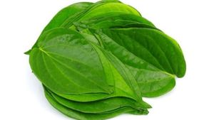 Betel Leaf Farming: यूपी सरकार पान की खेती के लिए दे रही 75000 रुपये सब्सिडी, जानें डिटेल 