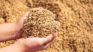 छत्तीसगढ़ में 142.23 लाख मीट्रिक टन धान की हुई खरीद, किसानों के खाते में भेजे गए 29 हजार 318 करोड़