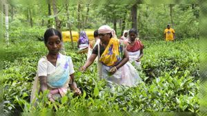   छत्तीसगढ़ में चाय की खेती का रकबा बढ़ाने का प्रावधान, जशपुर से सामरी तक चाय बगान का विस्तार