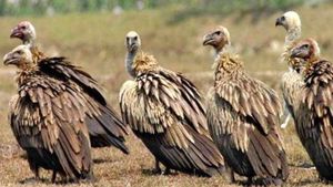 मध्य प्रदेश बनेगा गिद्ध स्टेट, 5 जोन में संख्या 600 के पार, हिमालयन वल्चर भी दिखे 