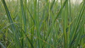 Grass Farming Business: एक बार लगाकर 5 साल तक काटें इस घास की फसल, दे सकती है बंपर फायदा